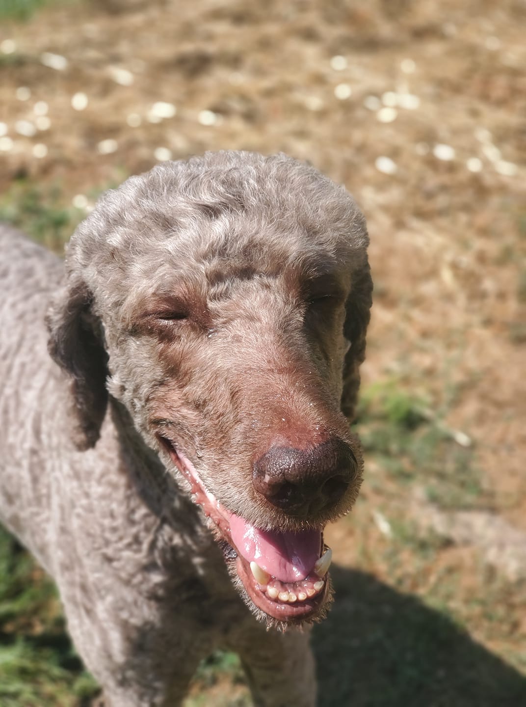 Happy Poodle