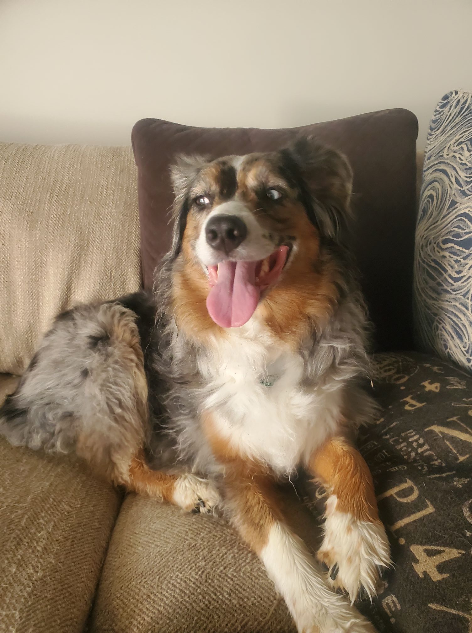 Happy Dog Sitting on Sofa