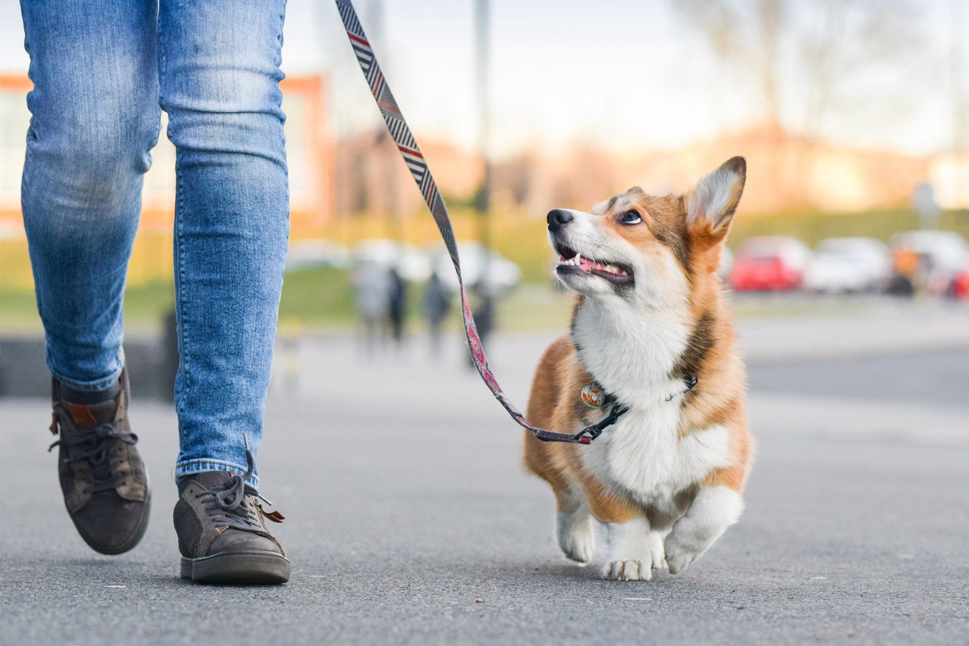 Person Walking With Dog