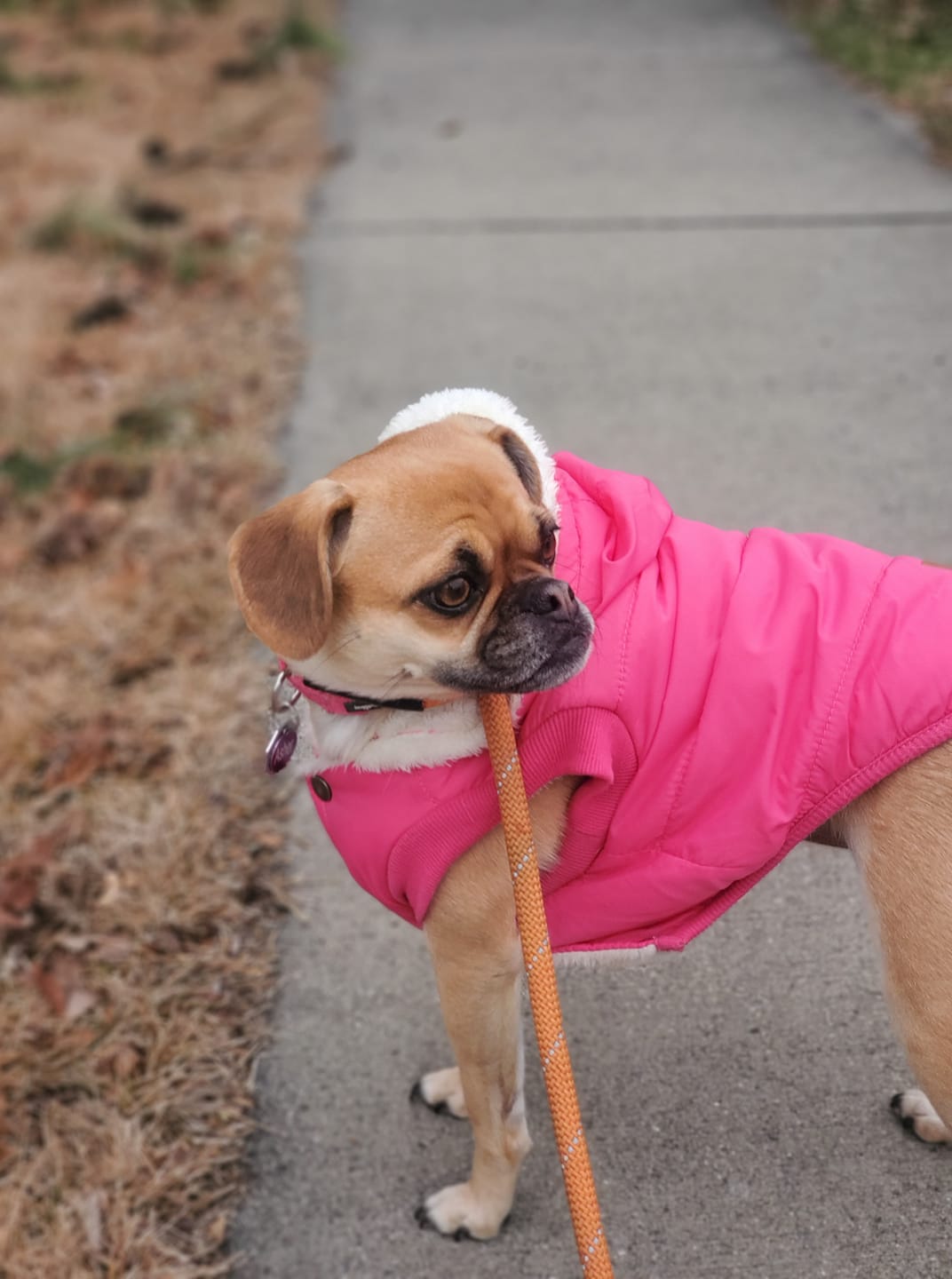 Dog Walking Outdoor With Pink Jacket