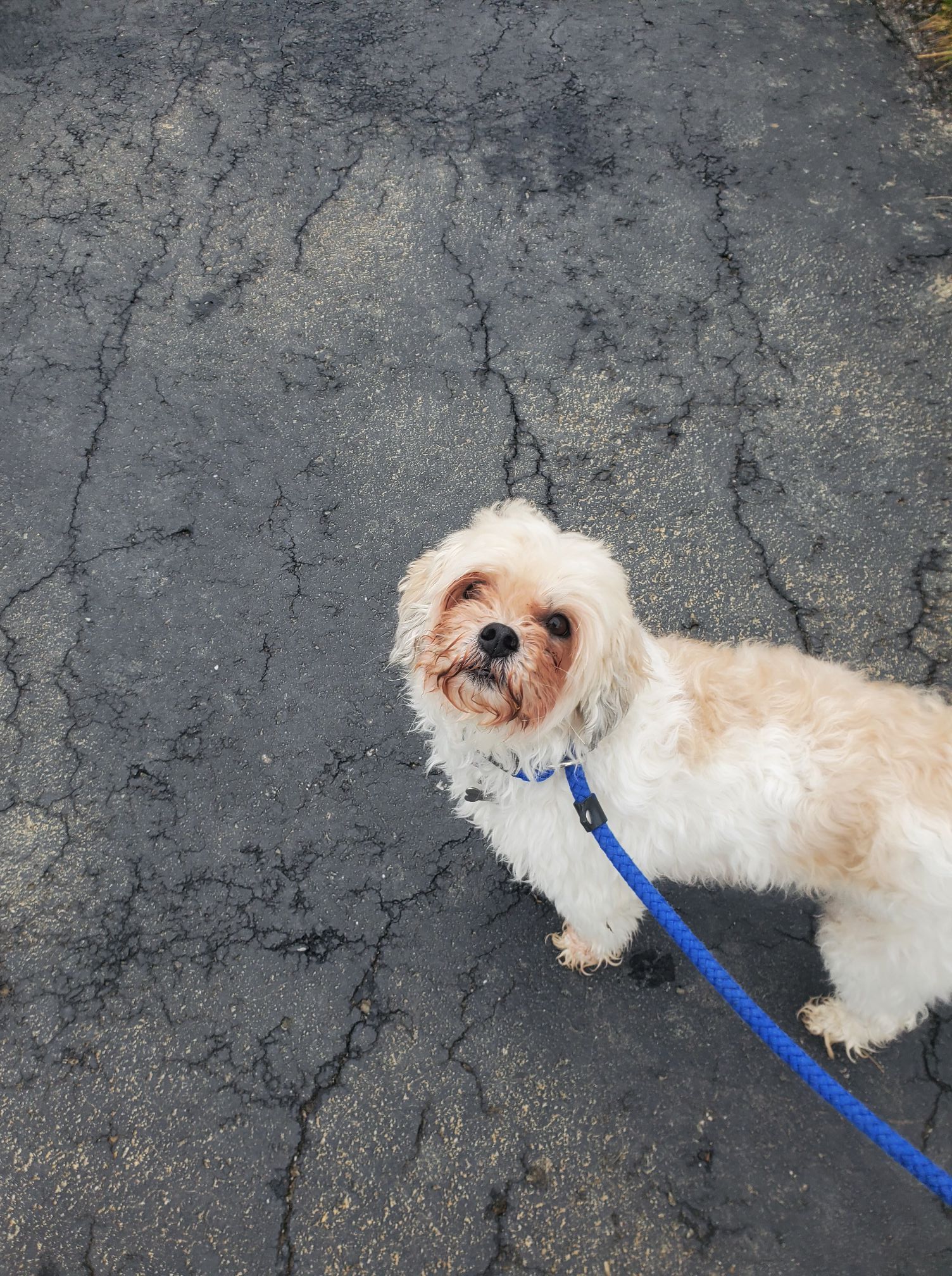 White Maltese on a Leash