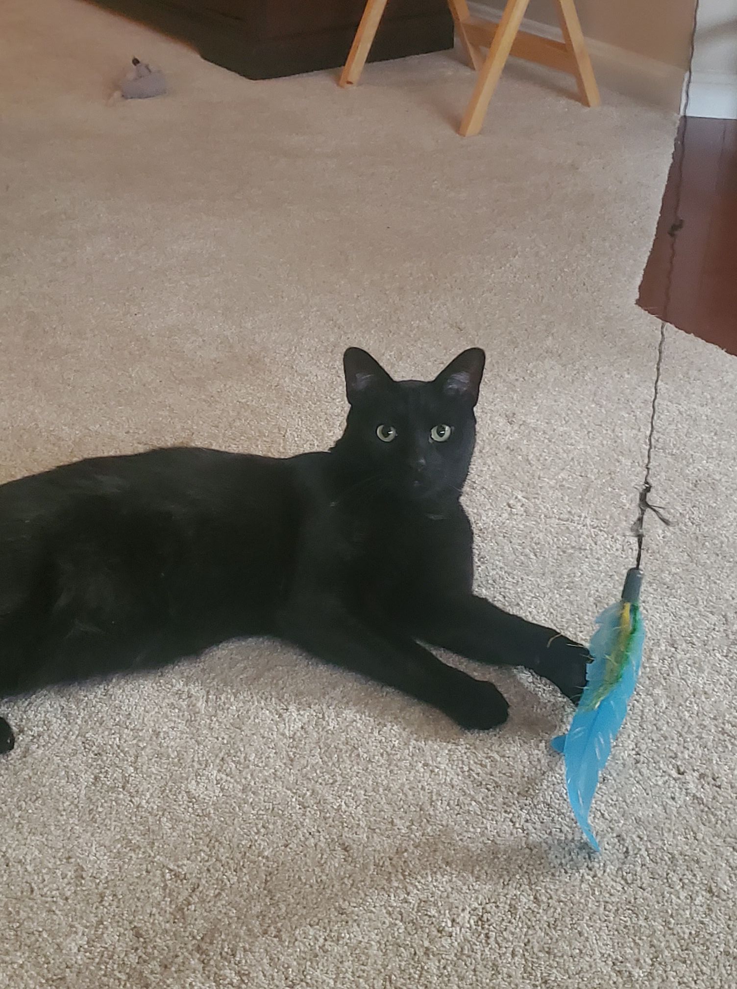Cat Playing Toy Feather