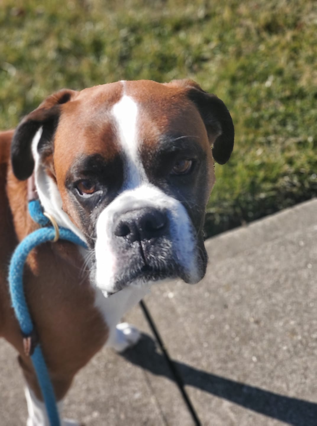 Dog Looking at Pet Sitter