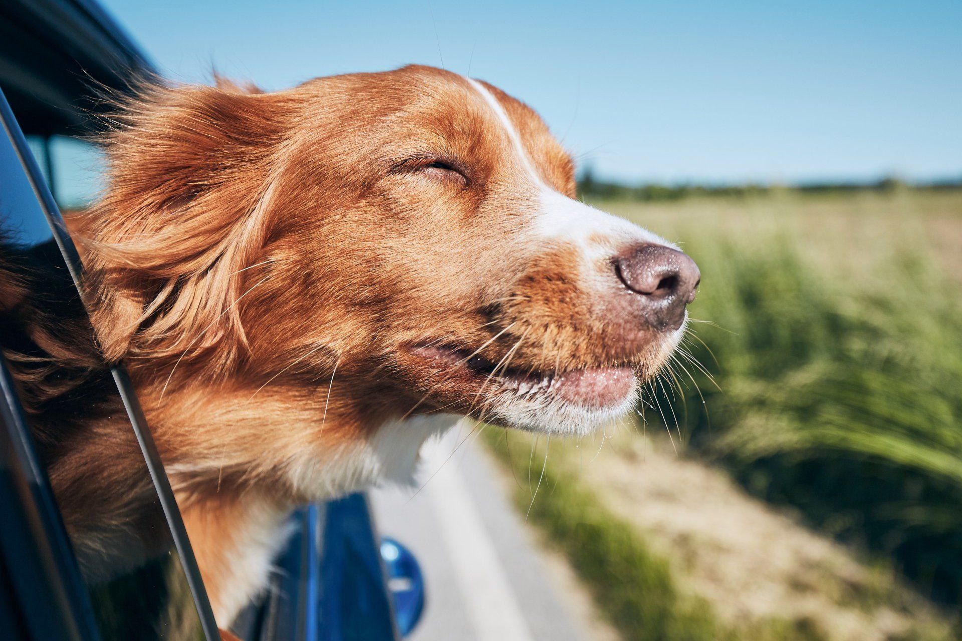 Dog Looking Out of Car Window