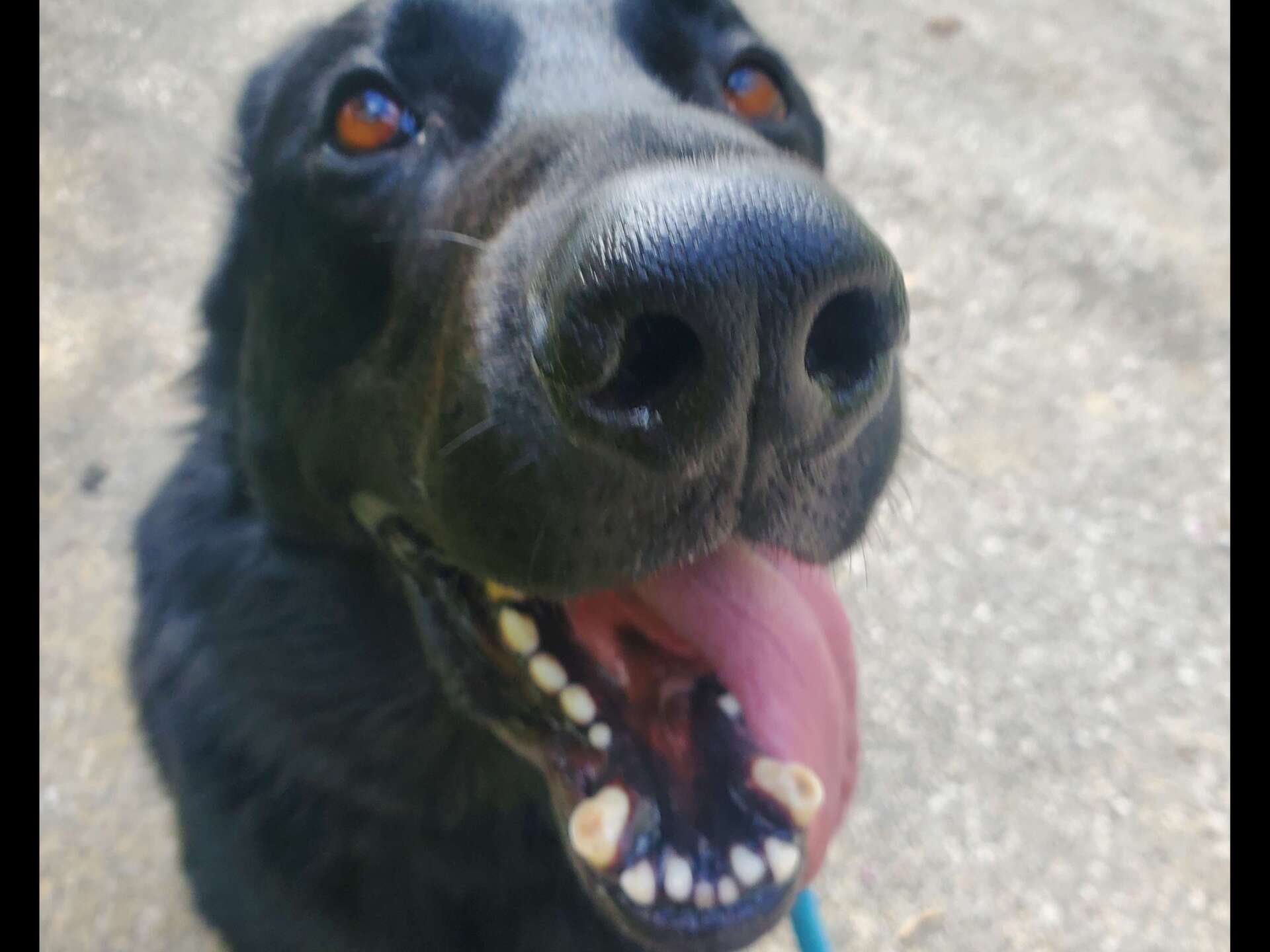 Close Up Shot of a Dog