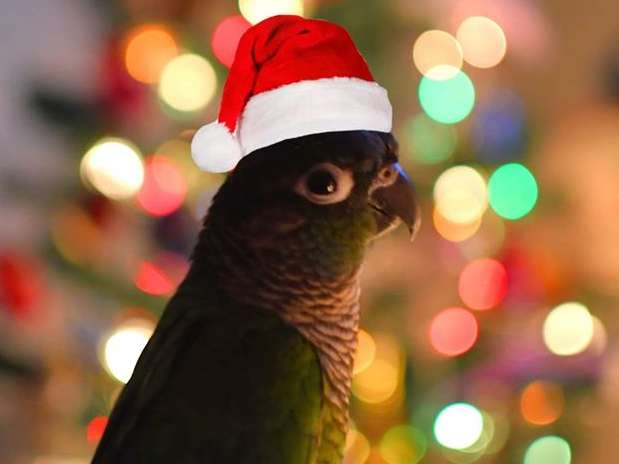 Parrot Wearing Christmas Hat