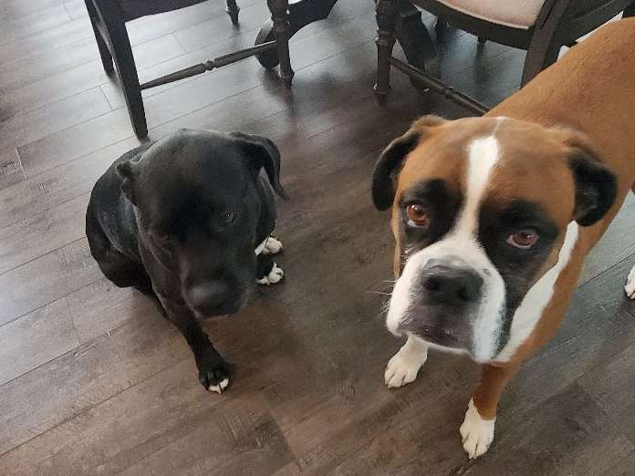 Two Dogs in House