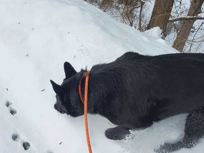 German Shepherd Sniffing Something on Snowy Road