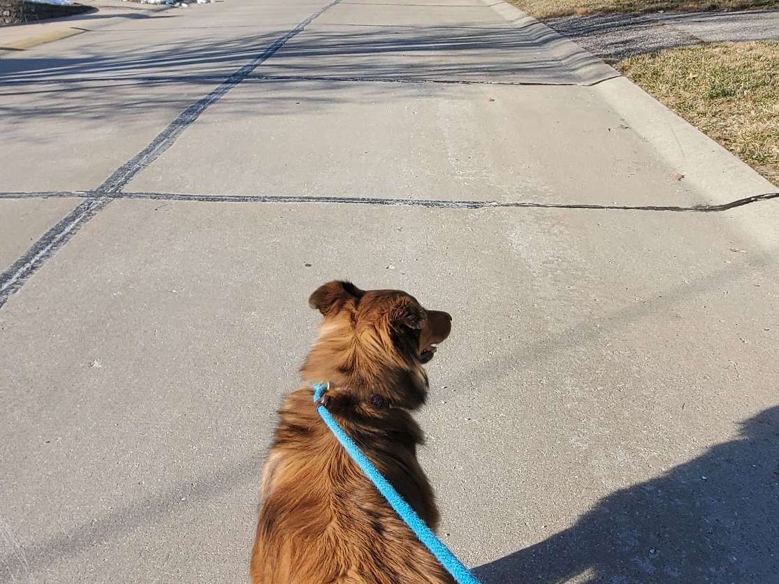 Dog on a Leash Walking Outside