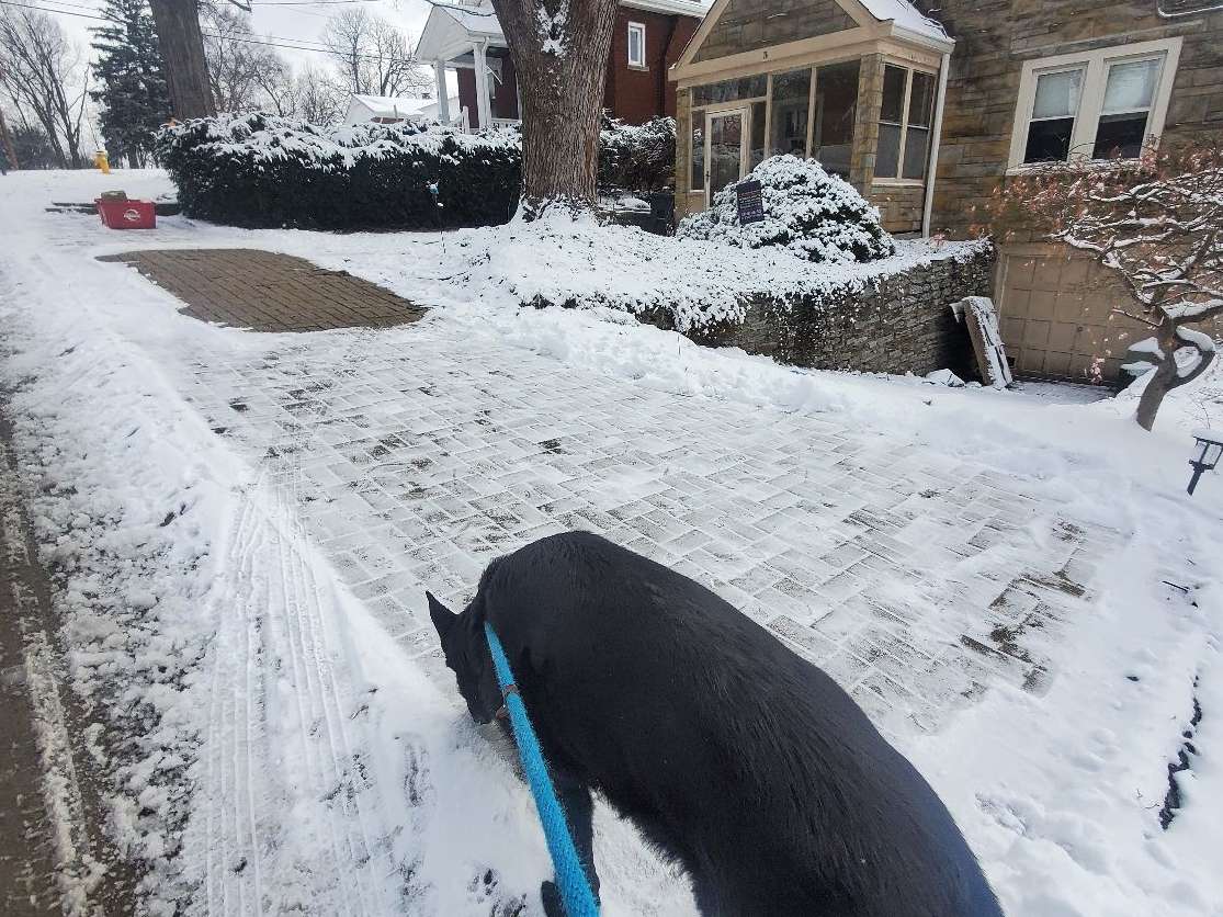 Walking With German Shepherd During Winter