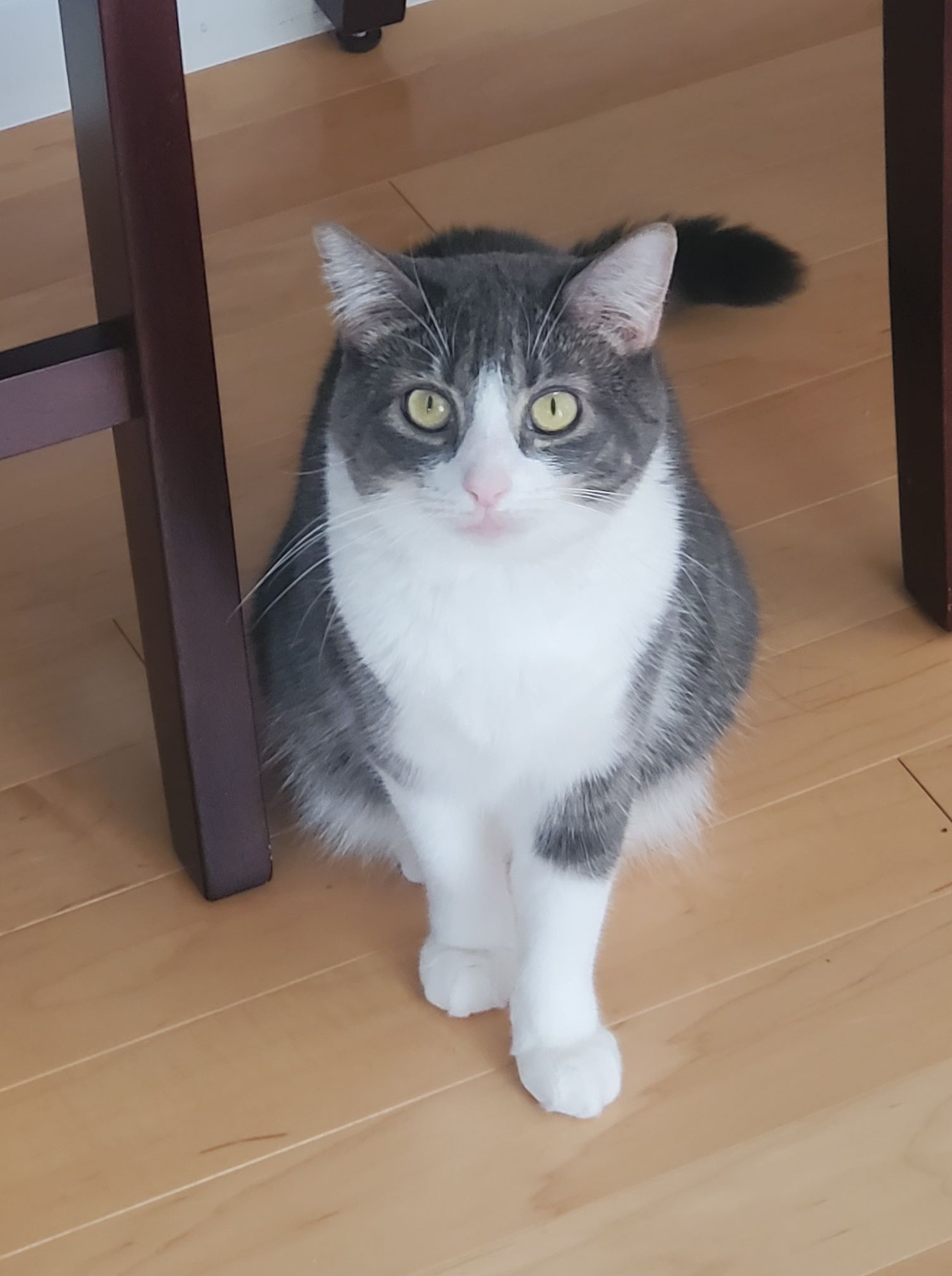Cat Sitting on Floor