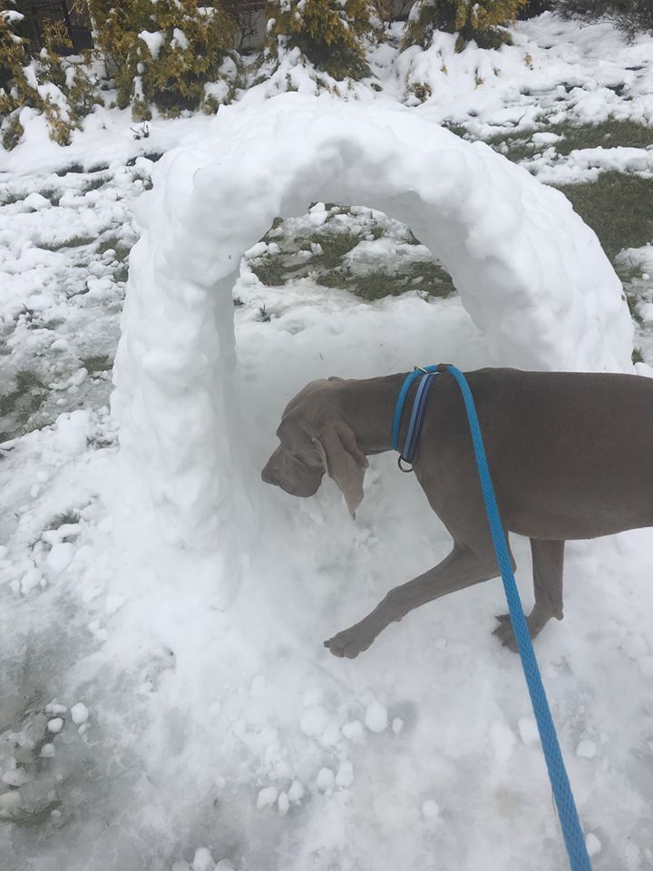 Dog Playing in Snow