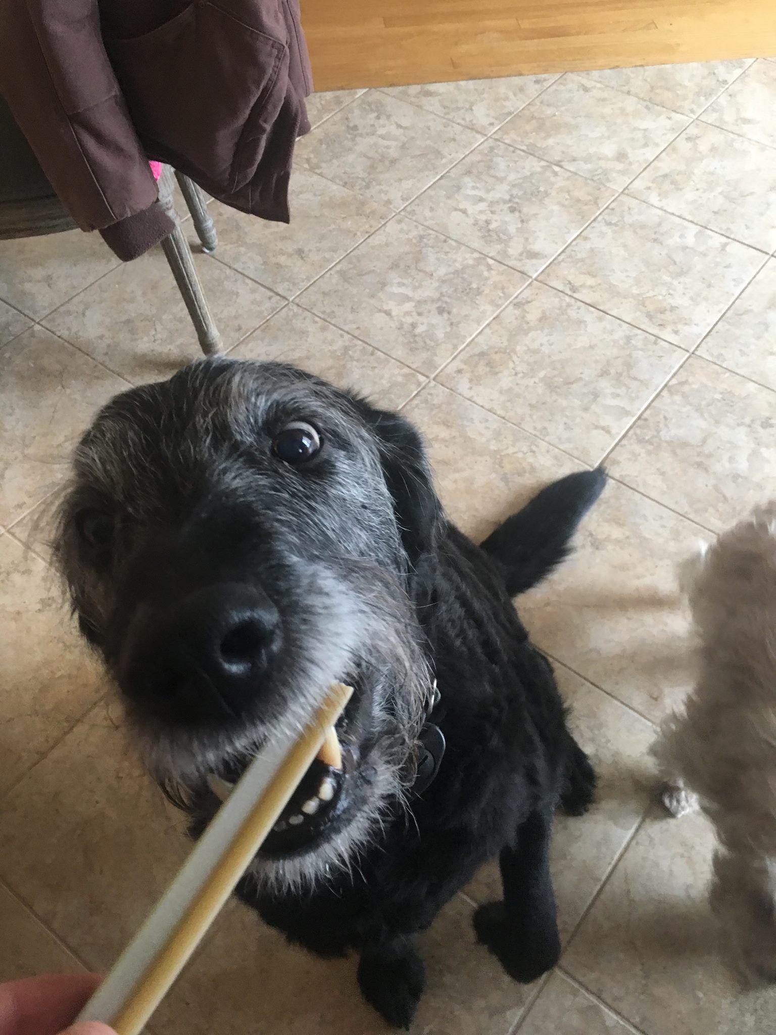 Dog Eating Dental Stick