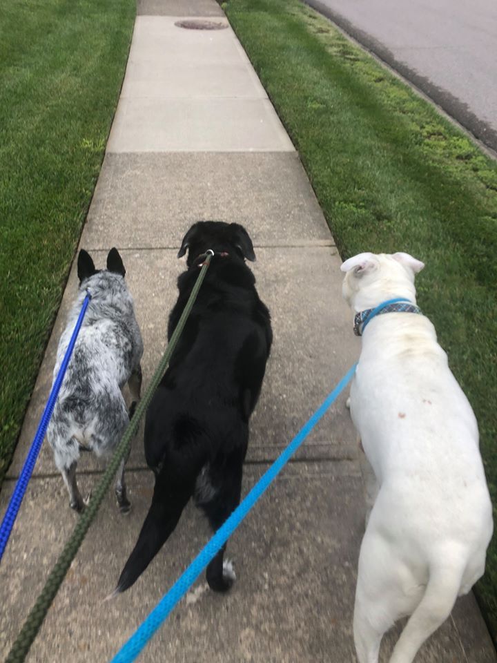 Walking With Three Dogs