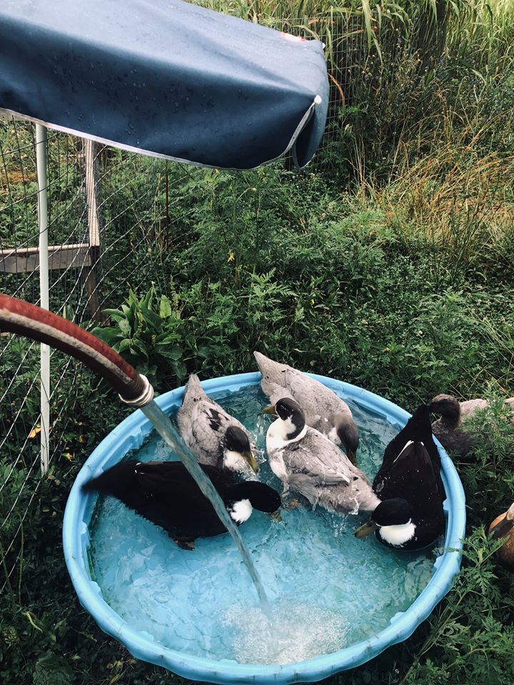 Ducks on Basin of Water