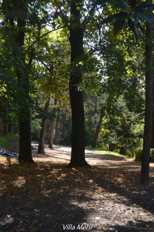 Parco con alberi a fusto alto