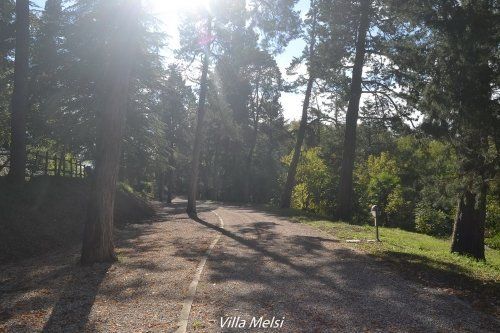 Sentiero con alberi a fusto alto