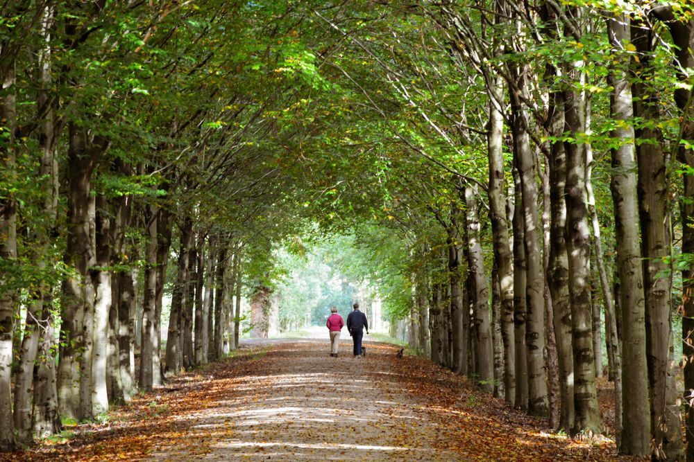 A man and a woman walk down a lane surrounded by green trees