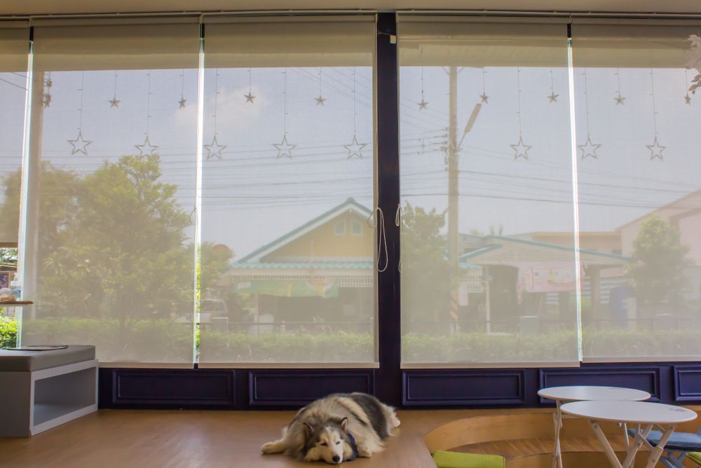 A Husky Dog is Laying on a Table in Front of a Window — Curtain Haven & Blinds in Laurieton, NSW