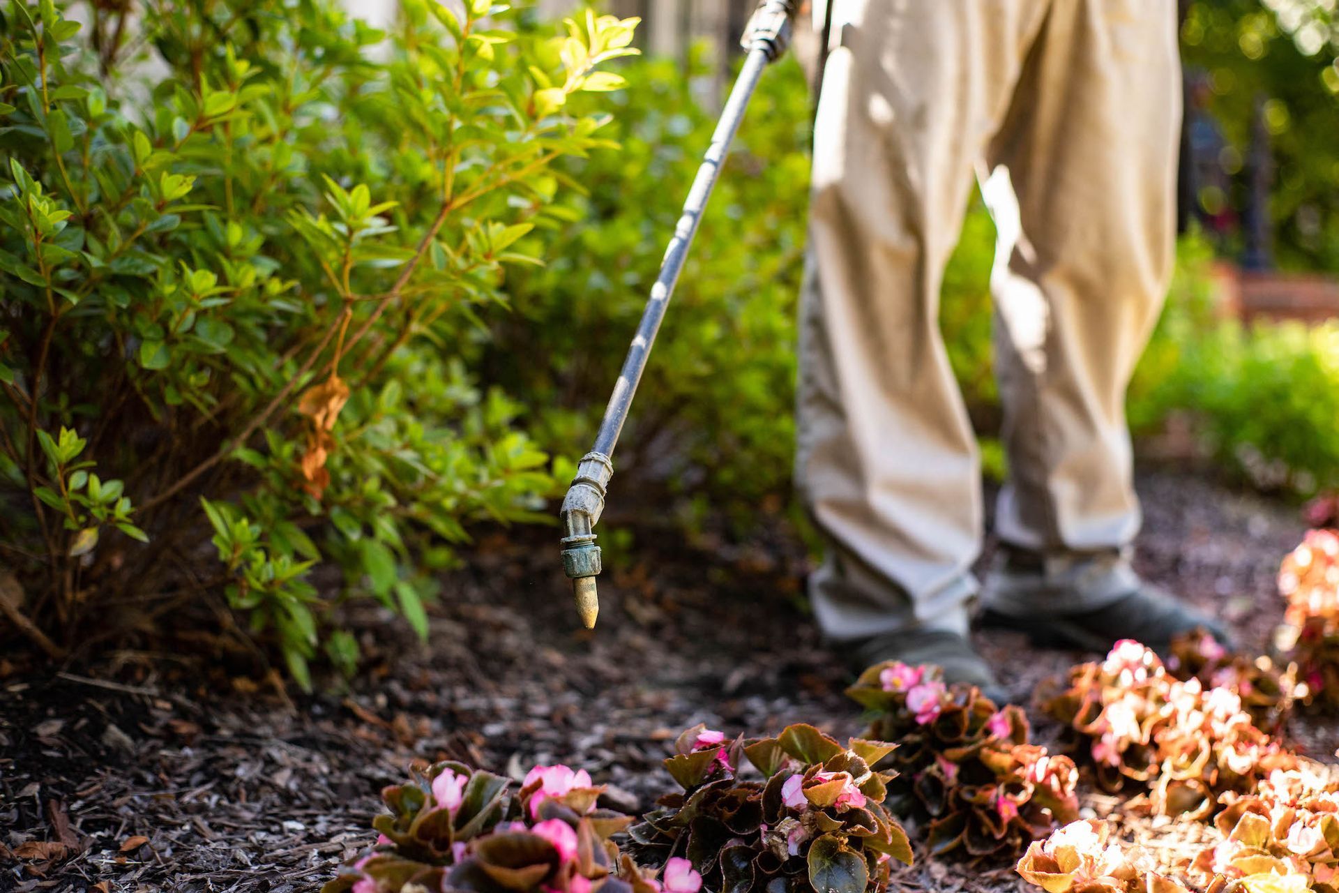 A man is spraying flowers in a garden with a sprayer.
