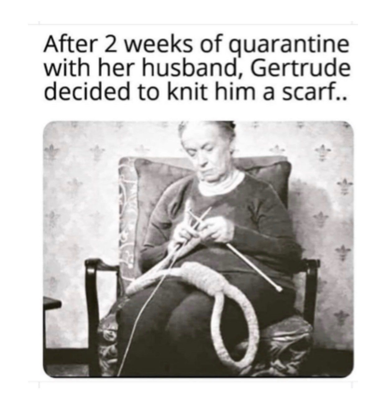 Gertrude decided to knit him a scarf after 2 weeks of quarantine