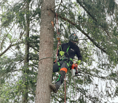 A worker in safety gear cuts a tree limb while positioned in the yellow bucket of an aerial lift.