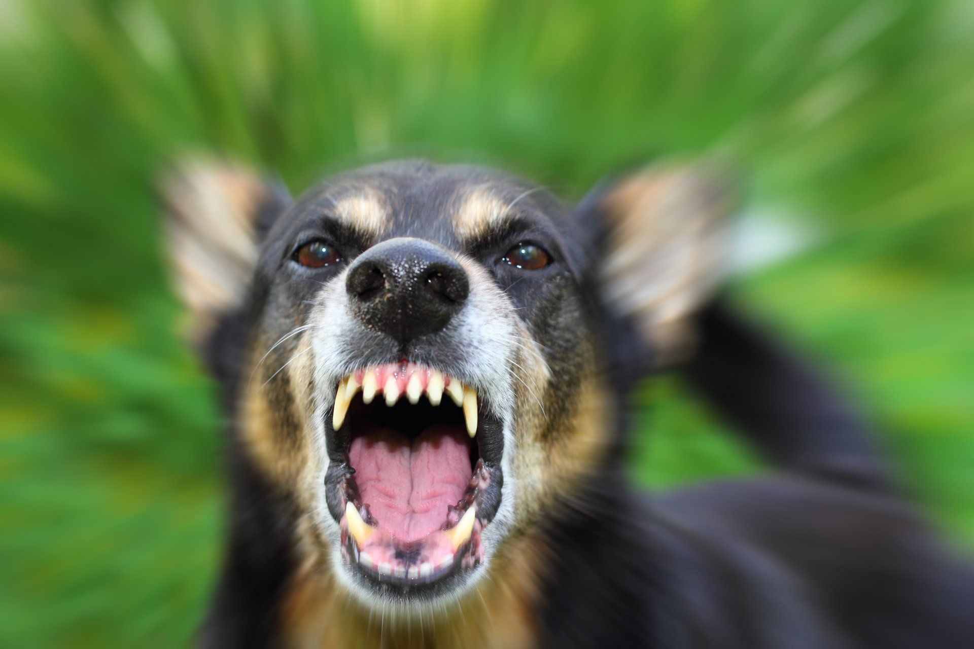 Wrongful Termination — Dog Bites in Downey, CA