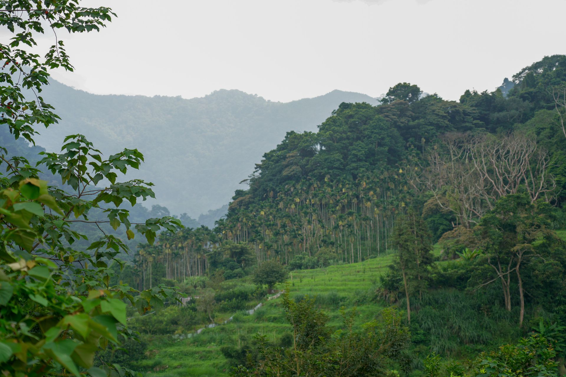 綠色的丘陵地帶,樹木茂盛,背景是陰雲密佈的天空。