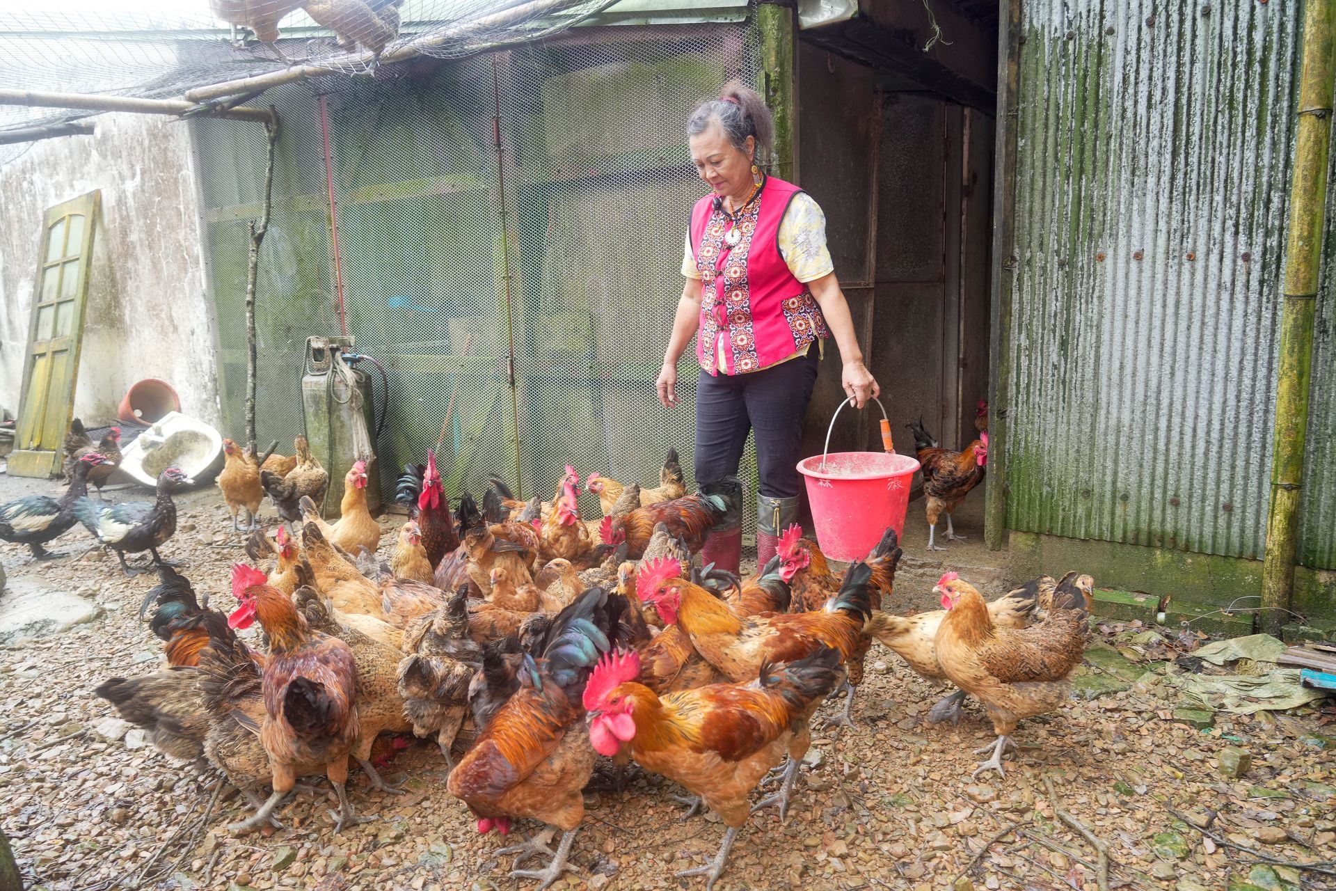 一位婦女用紅水桶在雞舍裡餵中興紅羽1982土雞。許多雞在泥地上活動。