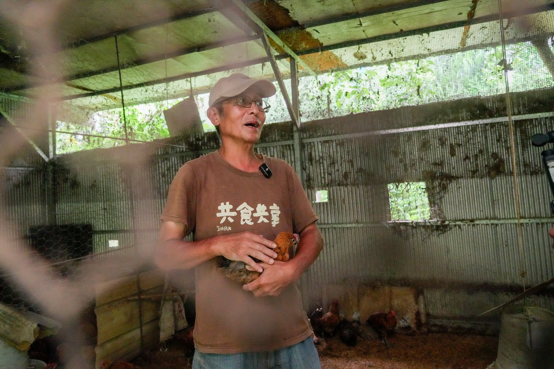 一名男子抱著一隻中興紅羽1982土雞，在雞舍裡說話。