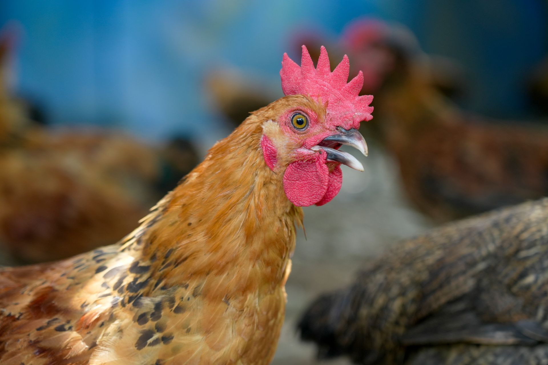 中興紅羽1982土雞,紅色雞冠和肉垂,張開嘴,側目而視,背景中有其他雞。