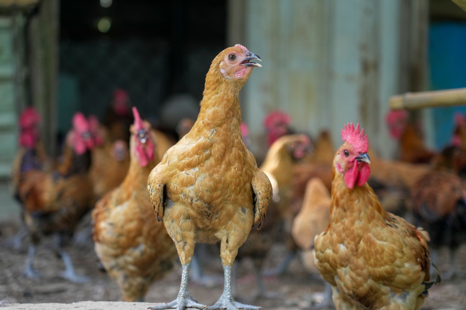 中興紅羽1982土雞的母雞聚集在戶外,有些母雞的雞冠和肉垂明顯呈現紅色。