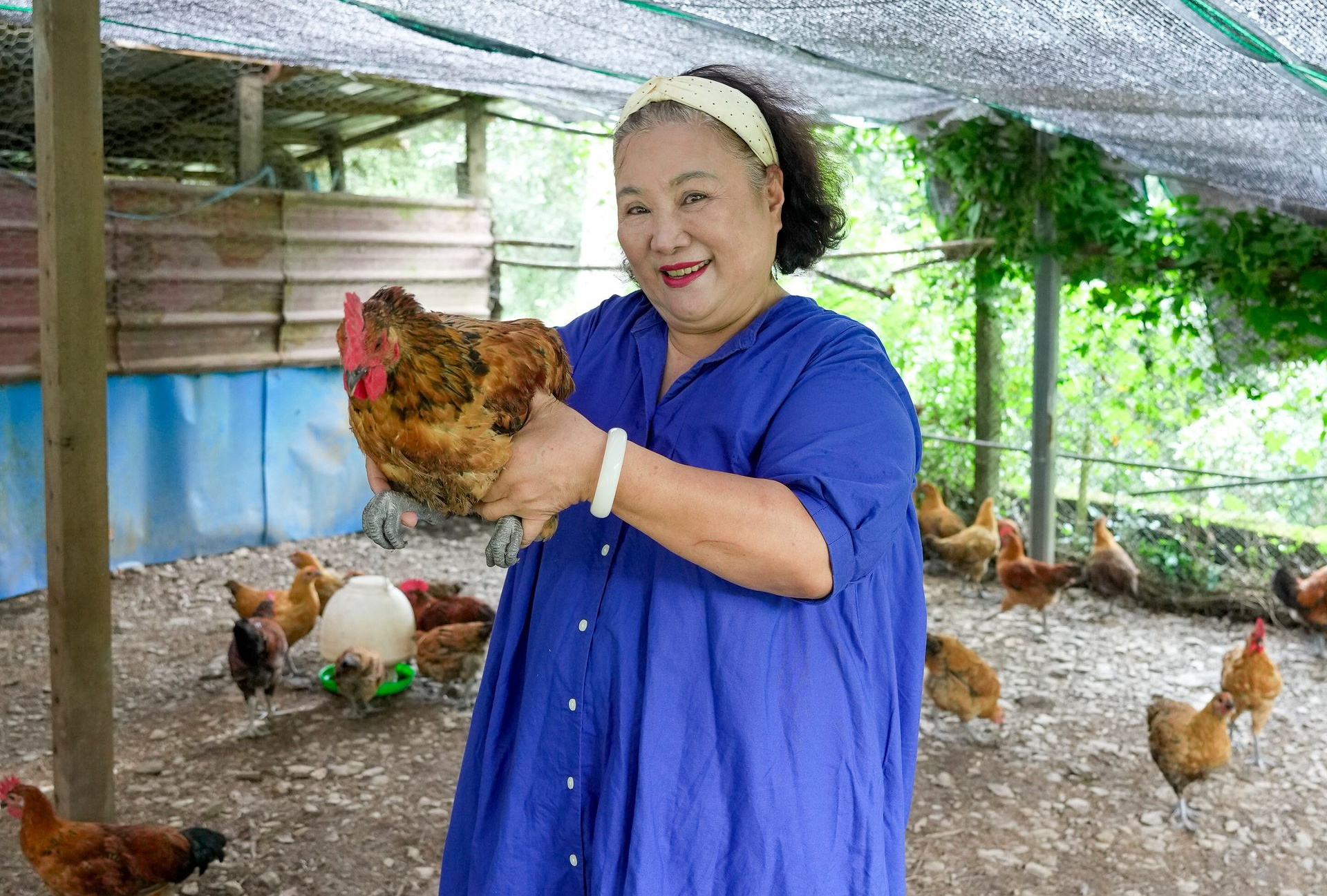 茂林部落的部落村民,身穿藍色衣服的女子抱著一隻中興紅羽1982土雞,在雞舍裡還有其他雞。