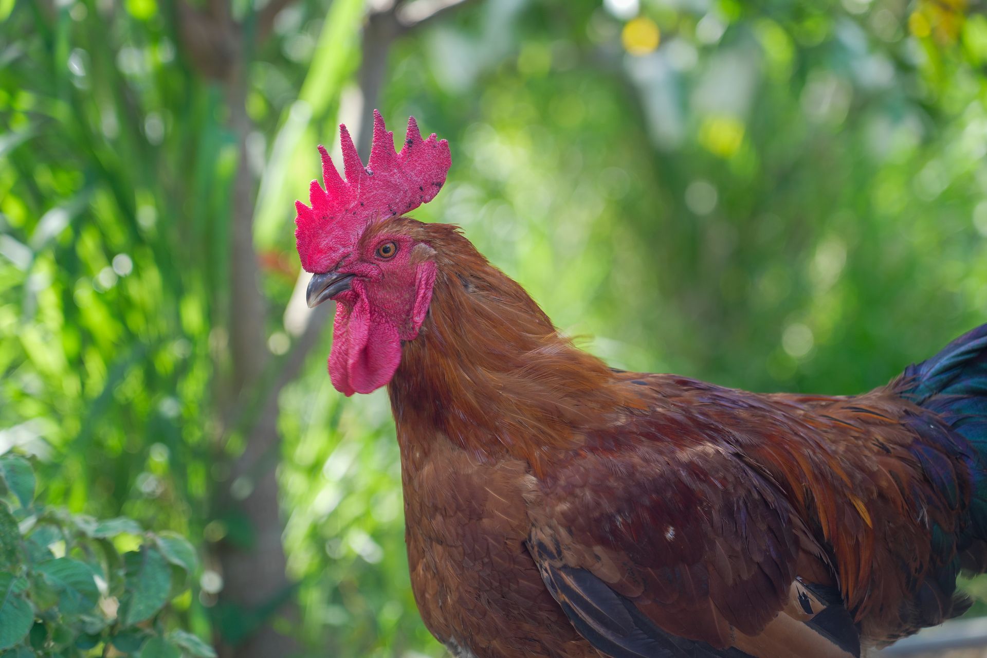 中興紅羽1982土雞，紅色雞冠和肉垂，背景是綠色的樹葉。