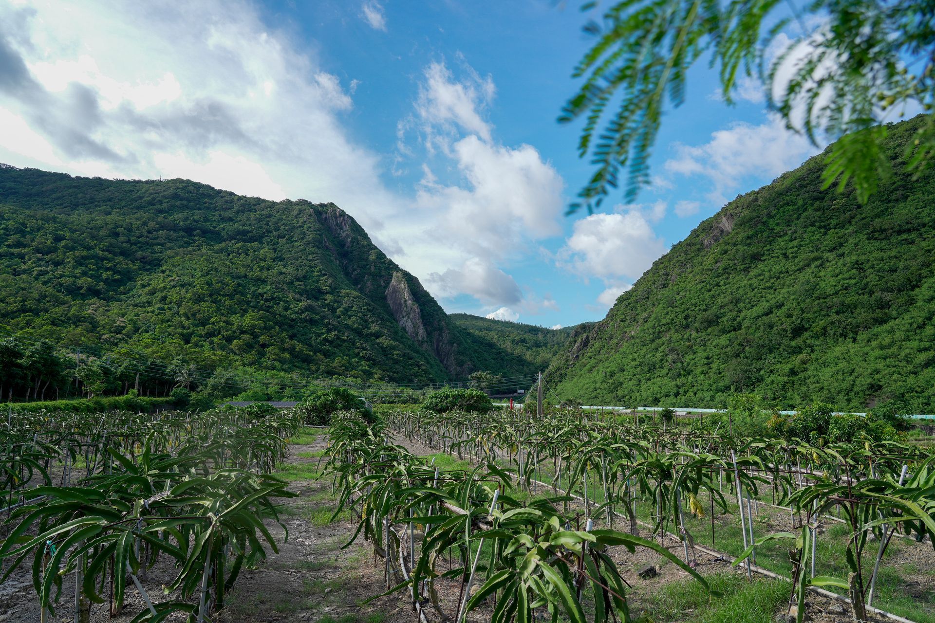 火龍果園坐落在鬱鬱蔥蔥的青山之間，頭頂是半陰的藍天。