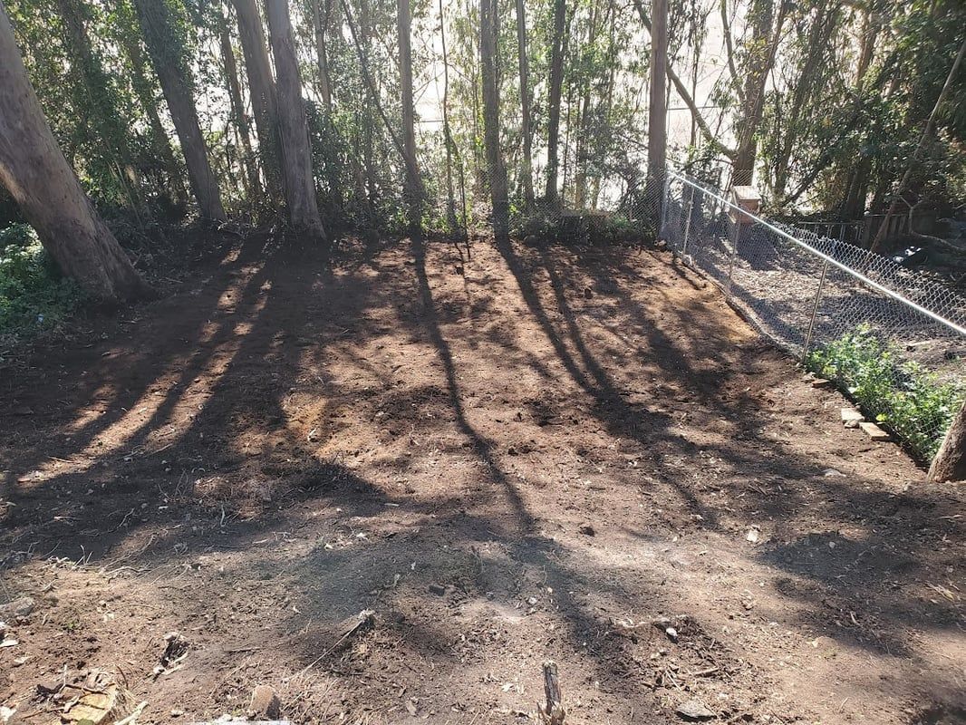 Shaded backyard garden bed with bare soil, trees, and long shadows in sunlight