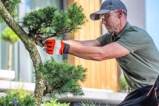 Man trimming a small tree branch with pruning shears in a garden, wearing gloves and a cap