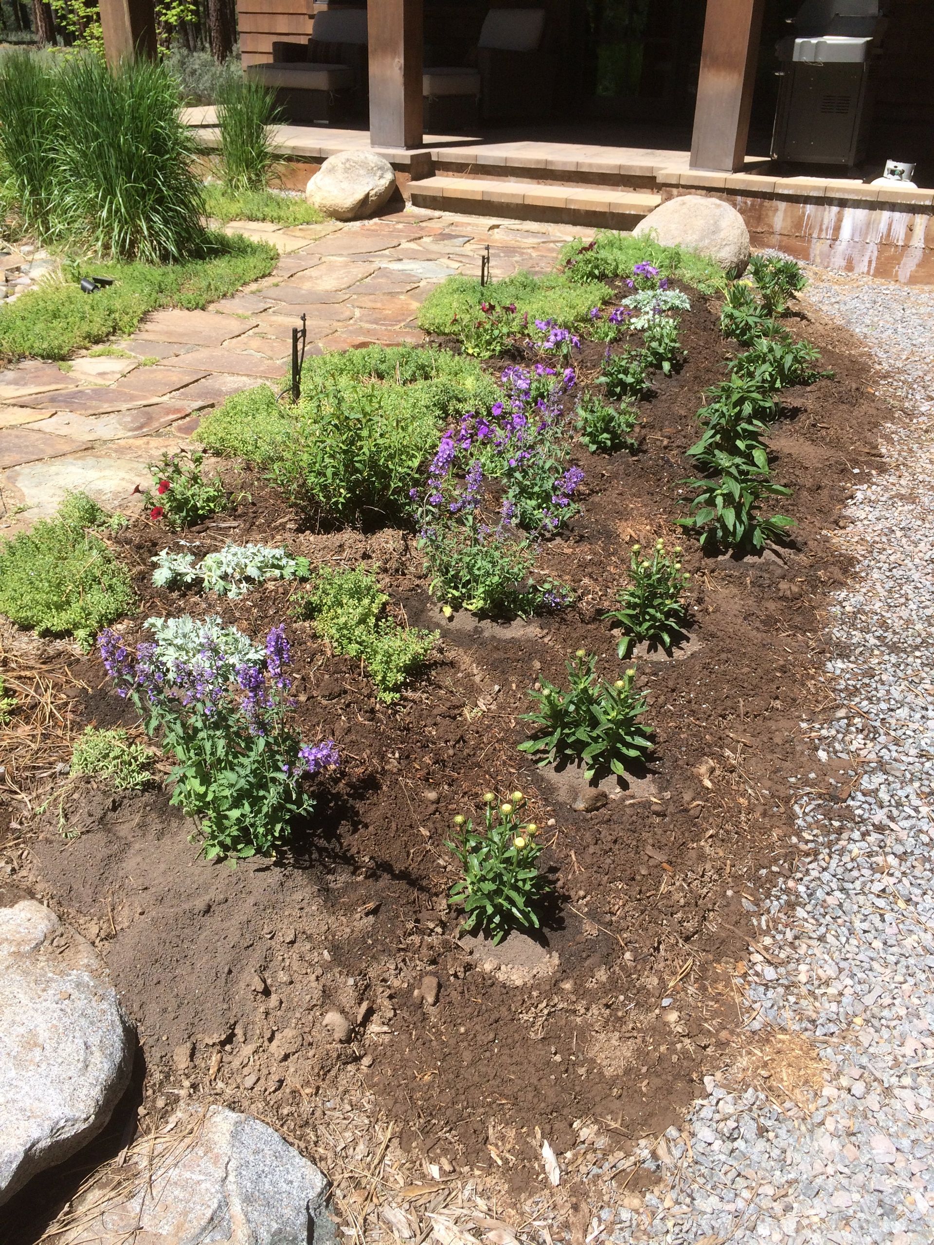 A garden with purple flowers and green plants in front of a house.