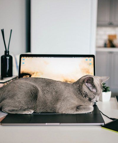 A cat is laying on top of a laptop computer.