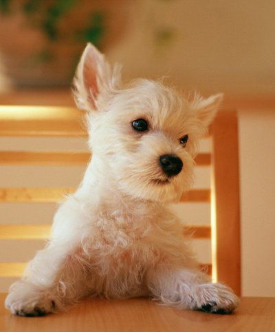 A white puppy is sitting on a wooden chair.