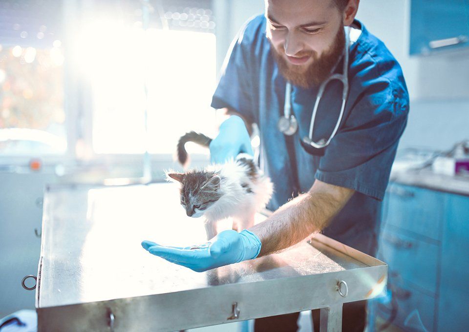 Male Veterinarian Taking Care Of Cute Kitty — Fort Smith, AR — All Animal Health Center