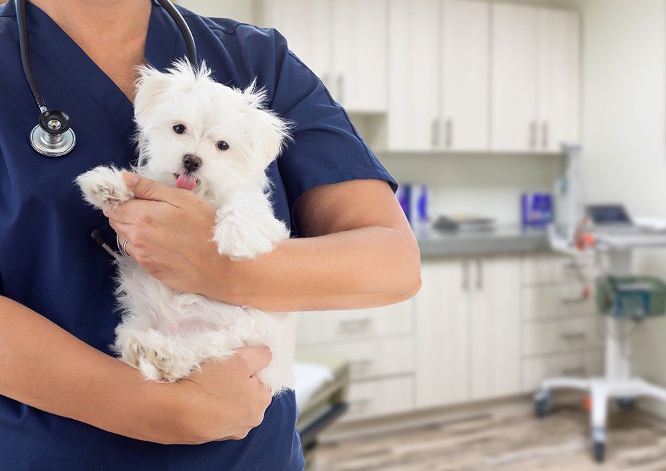 Veterinarian With Small Puppy — Fort Smith, AR — All Animal Health Center