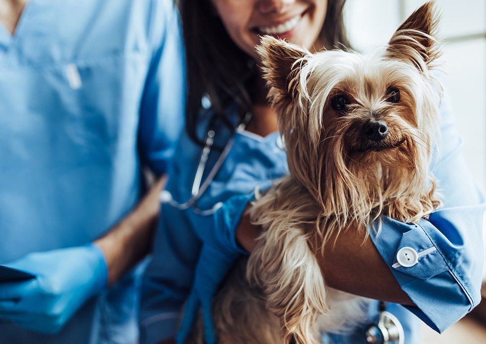 Veterinarian At The Clinic — Fort Smith, AR — All Animal Health Center