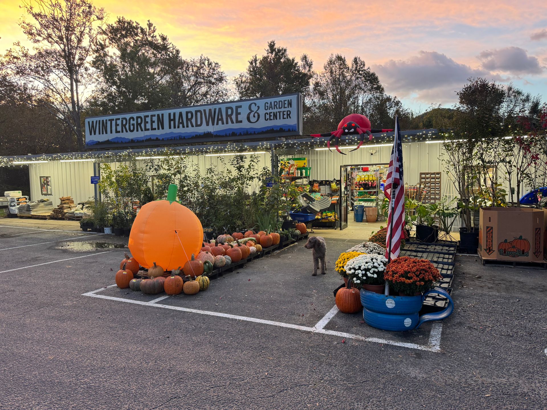 Seedlings in black trays arranged on a concrete bench outdoors.