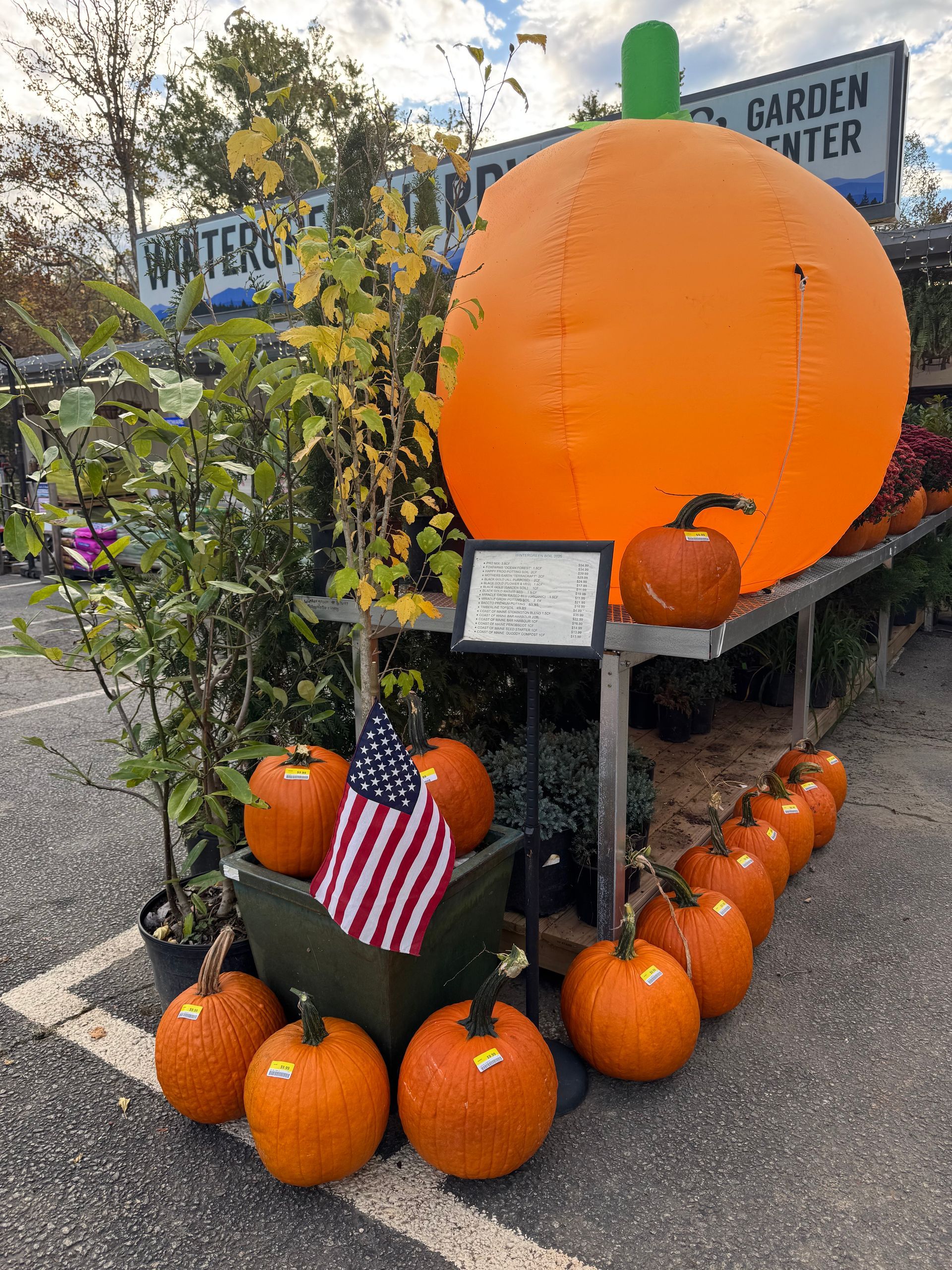Rows of young plants in green pots inside a greenhouse.