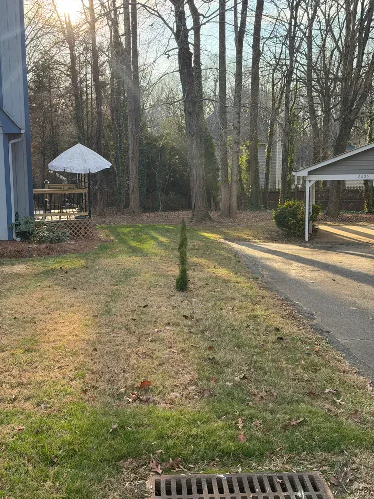 Backyard with a young tree, driveway, grassy lawn, and wooded area in the background
