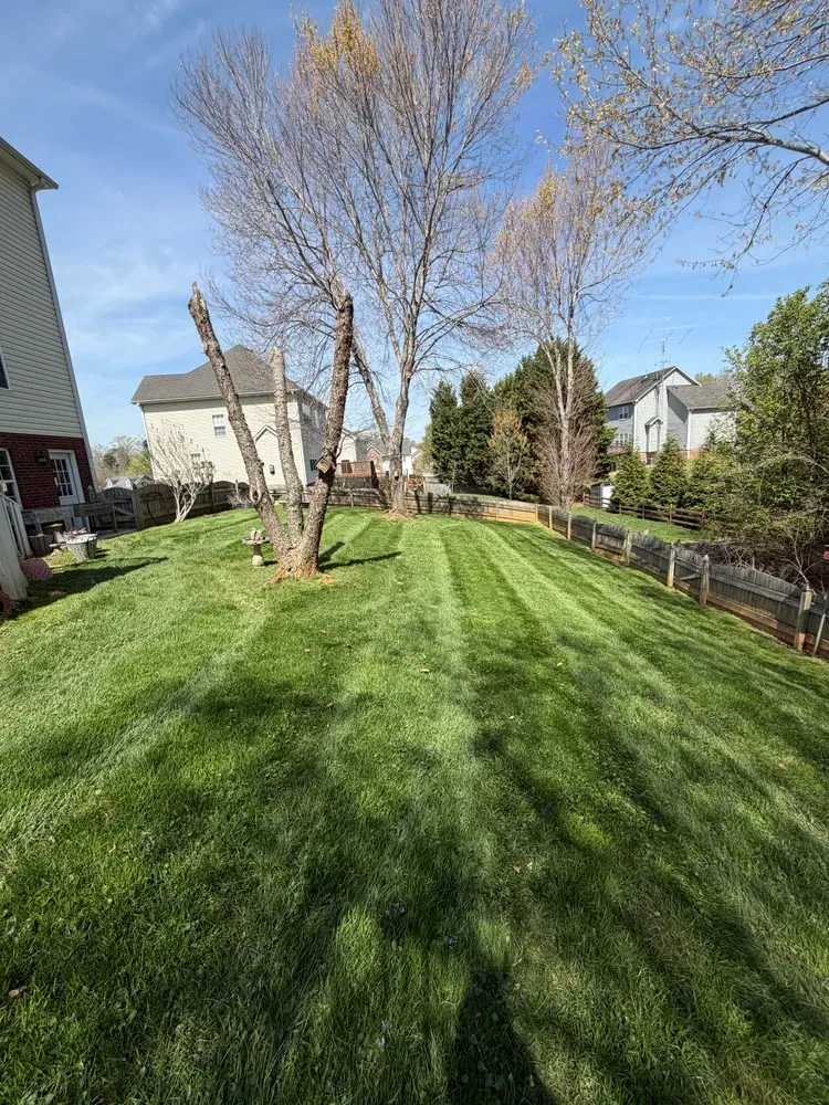 Backyard lawn with leafless tree, houses on both sides, and a clear blue sky.