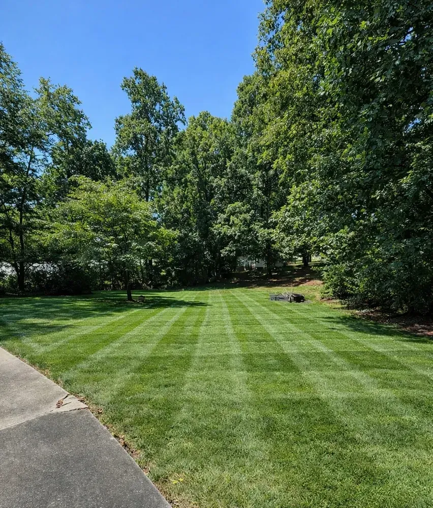 Freshly mowed green lawn bordered by tall trees beside a paved driveway under a blue sky