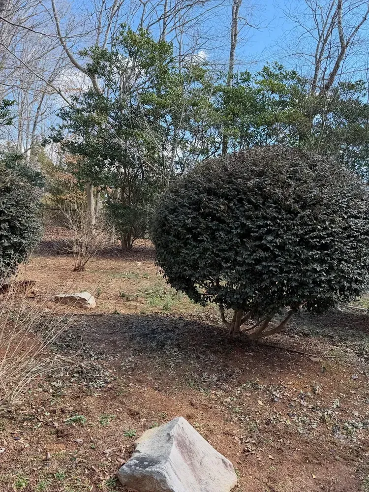 Backyard with two round shrubs, bare trees, and a small stone in the foreground.