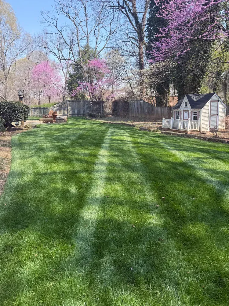 Grassy backyard with sunlit tree shadows, blooming pink trees, and a small white shed by a wooden fence.
